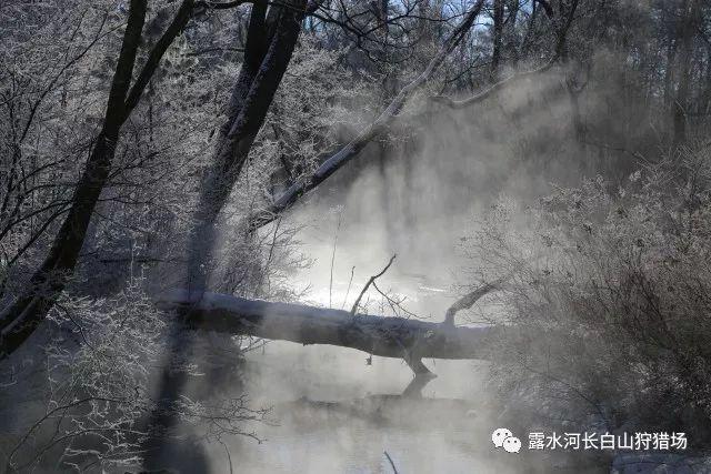 营救小猫头鹰